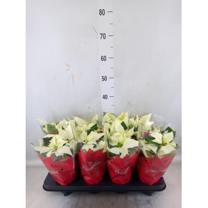 Euphorbia pulc. 'Alaska'