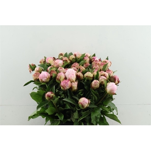 Paeo L Gardenia 45cm