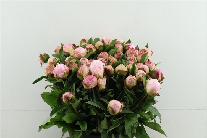 <h4>Paeo L Gardenia 45cm</h4>