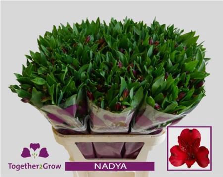 <h4>Alstr Nadya</h4>