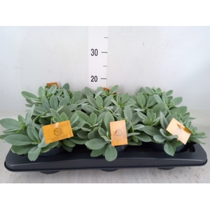 Senecio cephal. 'Mountain Fire'