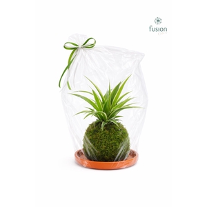 Terracotta schotel met Mosbollen en Chlorophytum 24 uur levertijd