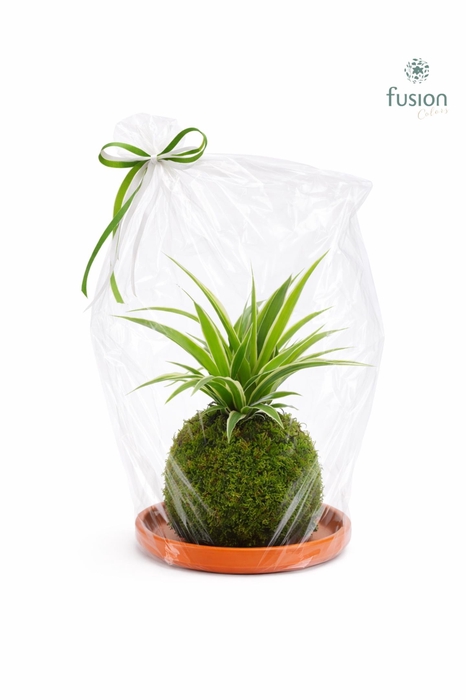 <h4>Terracotta schotel met Mosbollen en Chlorophytum 24 uur levertijd</h4>