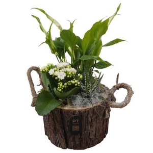 PTIB5260 Arrangement Indoor in houten bak