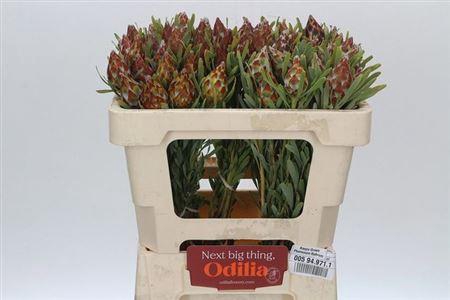 <h4>Leucad Rubrum</h4>