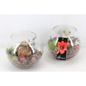 arr4 Amaryllis MB - Glas bol 285/5 RED