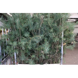 Pinus Alaska 180cm