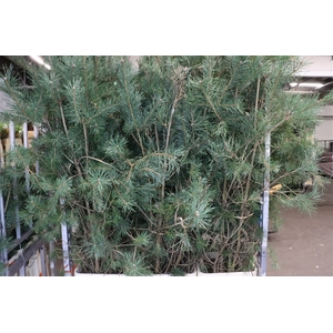 Pinus Alaska