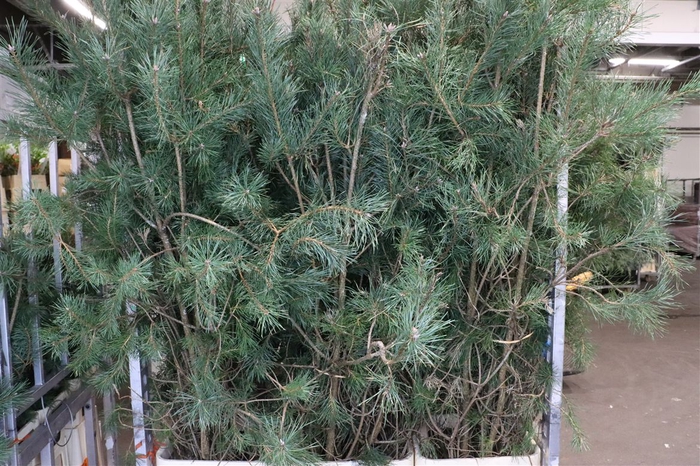 <h4>Pinus Alaska 180cm</h4>