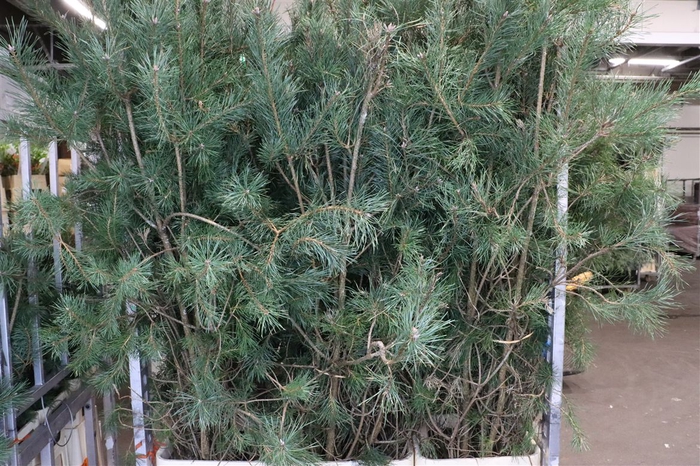 <h4>Pinus Alaska</h4>