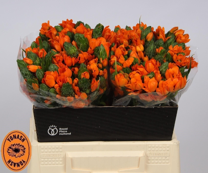 <h4>ORNIT DB SUNSHINE</h4>