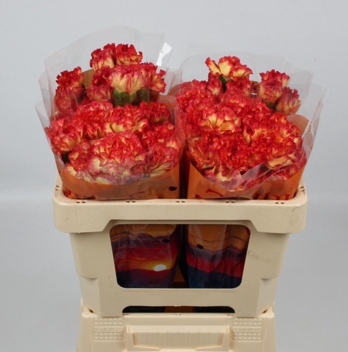 <h4>DI ST ZENIT</h4>