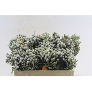 Kaaps Silver Brunia