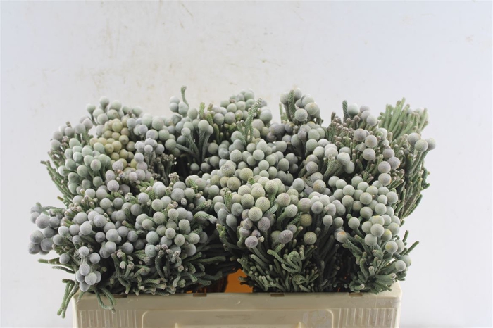 <h4>Kaaps Silver Brunia</h4>