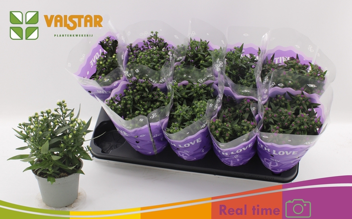 <h4>ASTE STARL GEM</h4>
