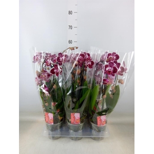 Phalaenopsis  'Elegant Cascade'