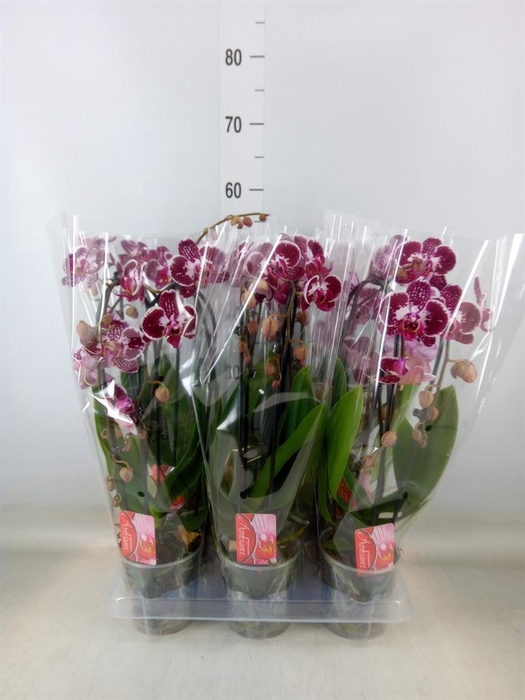 <h4>Phalaenopsis  'Elegant Cascade'</h4>