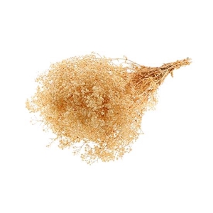 Bunch Gypsophila Pres. 240gr L70