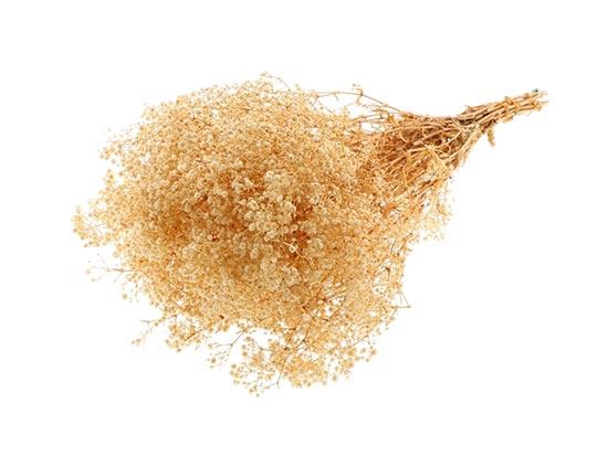 Bunch Gypsophila Pres. 240gr L70