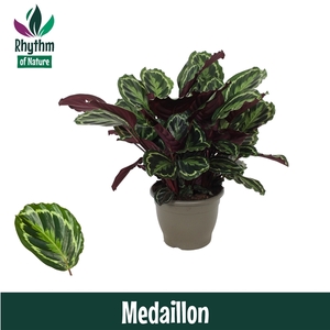 Calathea 32cm Medaillon Rhythm of Nature