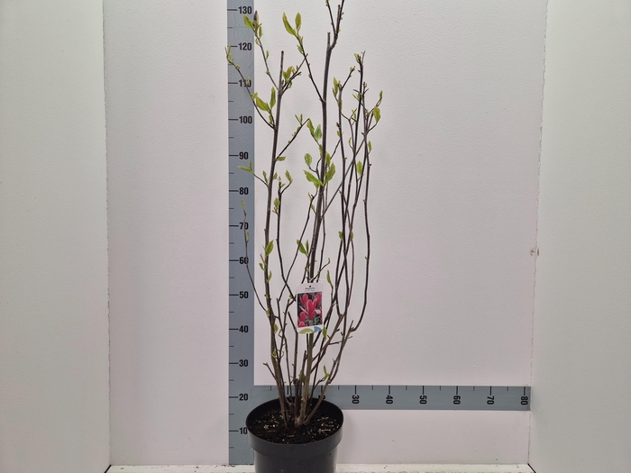 <h4>MAGN LIL NIGRA</h4>