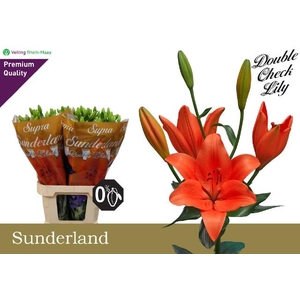 LI LA SUNDERLAND 5BL