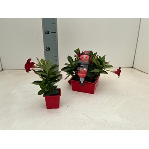 MANDE DI TOPAZE VERM