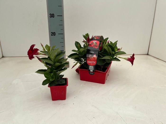 <h4>MANDE DI TOPAZE VERM</h4>