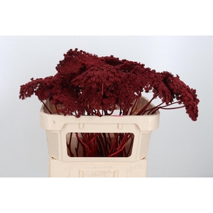 Ammi Zaad Kl Bh Bordeaux