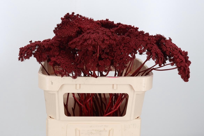 Ammi Zaad Kl Bh Bordeaux