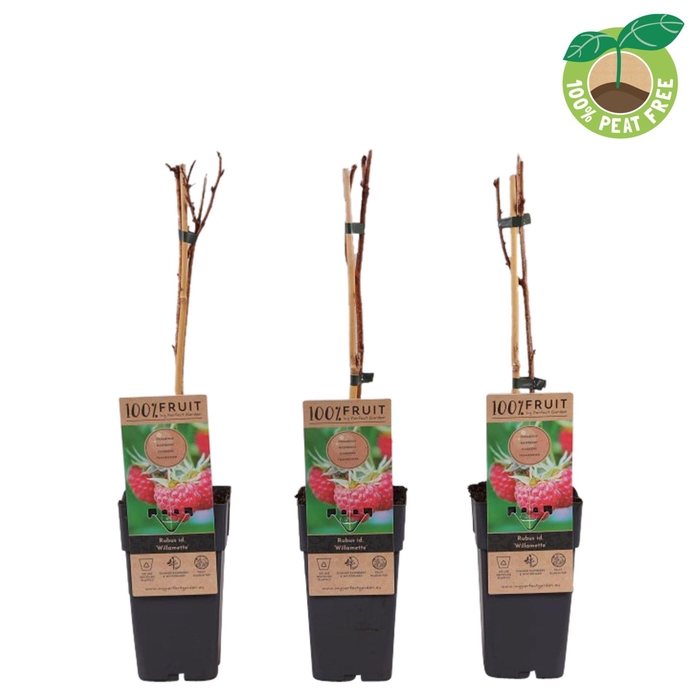 <h4>Rubus idaeus</h4>