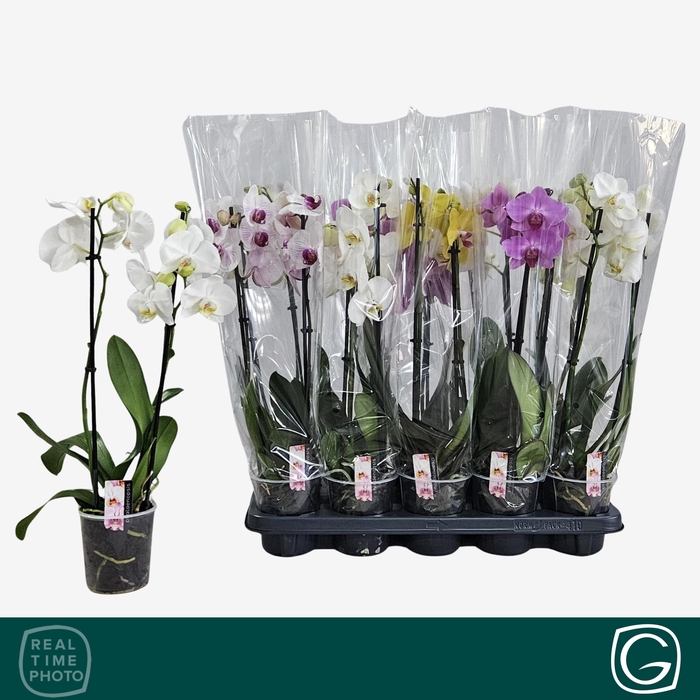 <h4>PHAL GEM 4 KL</h4>