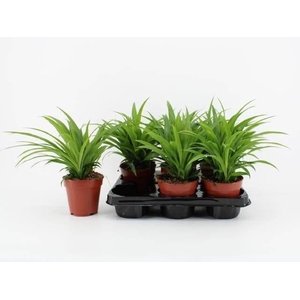 Chlorophytum com. 'Lemon'