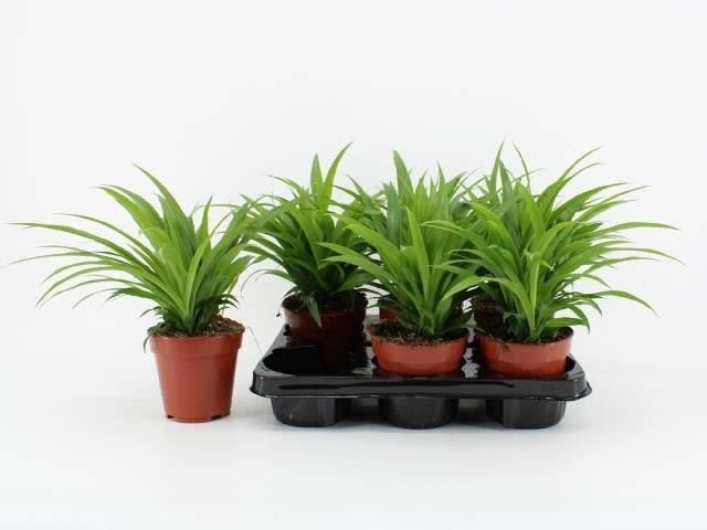 <h4>Chlorophytum com. 'Lemon'</h4>