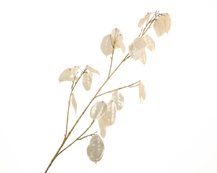 Lunaria Cream