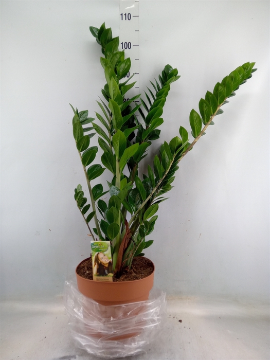 <h4>Zamioculcas zamiifolia</h4>