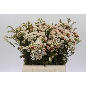 Chamelaucium Moonlight Delight