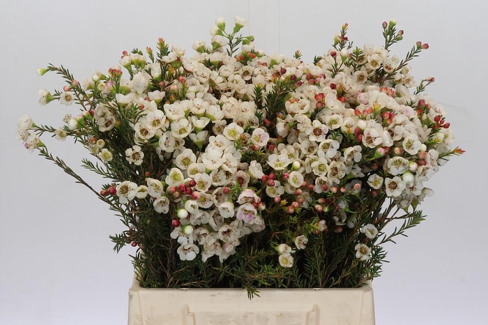 <h4>Chamelaucium Moonlight Delight</h4>