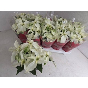 .Euphorbia pulcherrima princettia pure white
