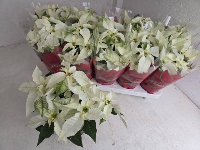 <h4>.Euphorbia pulcherrima princettia pure white</h4>