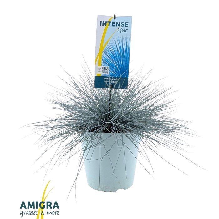 <h4>Festuca glauca</h4>