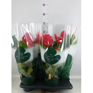 Anthurium andr. 'Nevada'