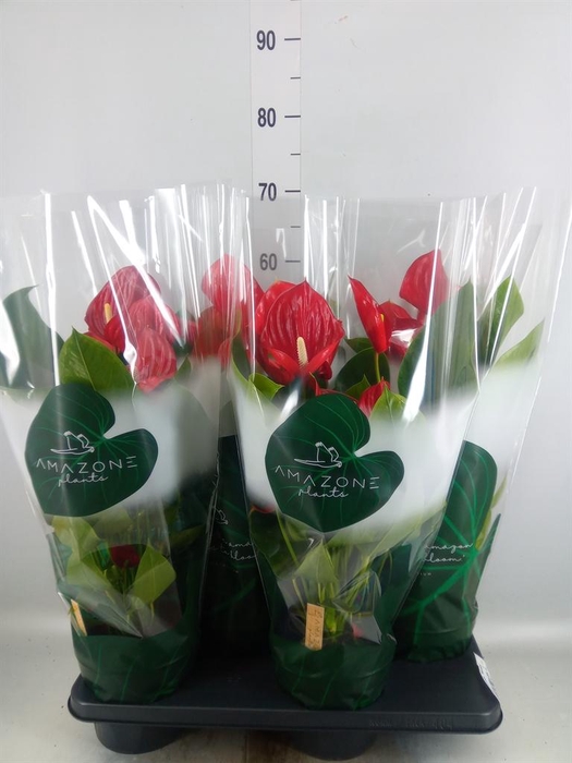 <h4>Anthurium andr. 'Nevada'</h4>