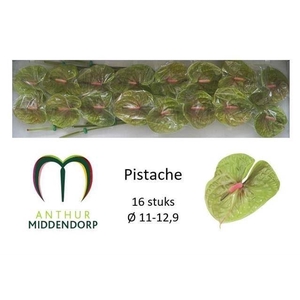 ANTH PISTACHE