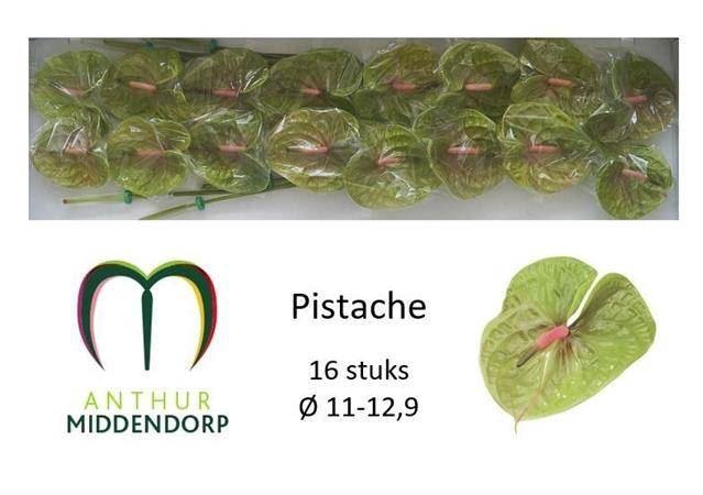 <h4>ANTH PISTACHE</h4>