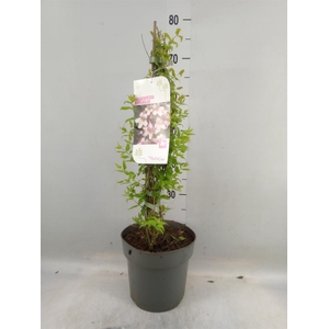 Kolkwitzia amabilis   ...