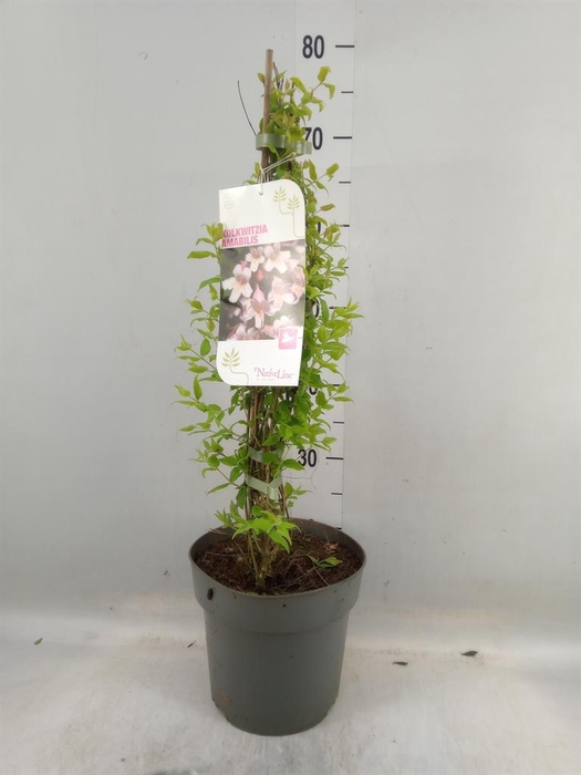 <h4>Kolkwitzia amabilis   ...</h4>