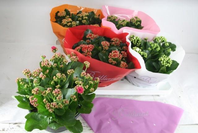 <h4>KAL GE GEM 5 KL</h4>