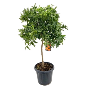 Citrus kumquat