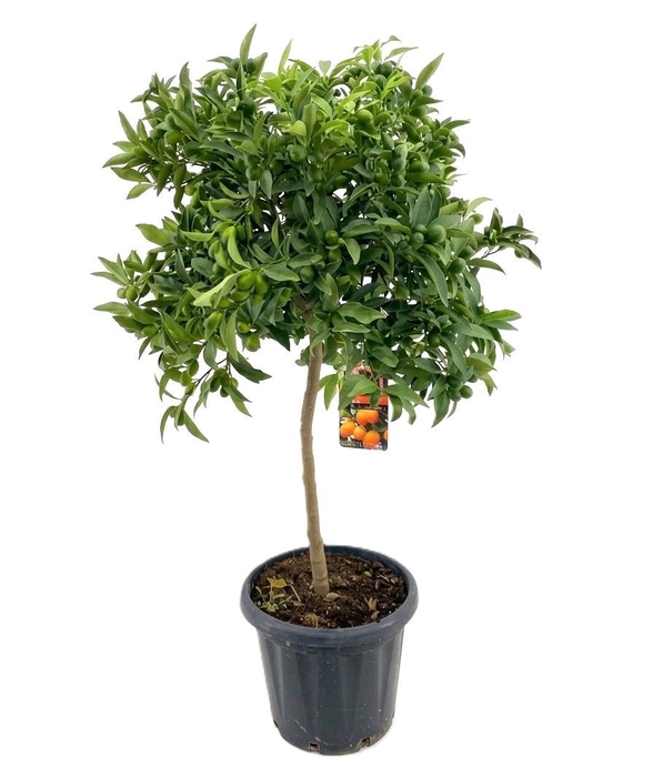 <h4>Citrus kumquat</h4>